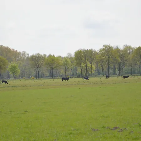 Tranquil In Limburg Amid A Forest Holiday home *